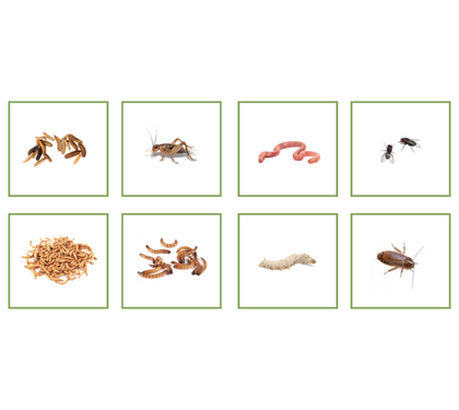 Which Insects Offer The Best Nutrition?