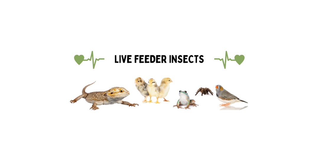 5 Benefits of Feeding Live Insects To Your Pet | Crazy Critters