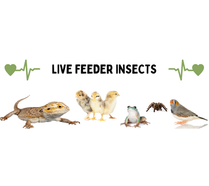 Crazy Critters Blog | 5 Benefits of Feeding Live Insects To Your Pet