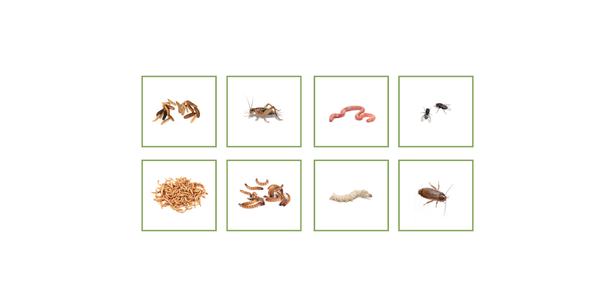 Which Live Insects Offer The Best Nutrition? | Crazy Critters