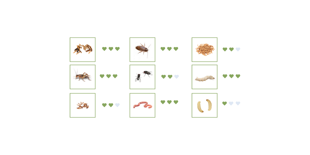 What Are The Best Staple Feeder Insects?