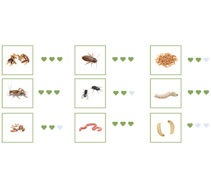 What Are The Best Staple Feeder Insects?