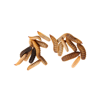 Crazy Critters Live Insects Medium BSFL