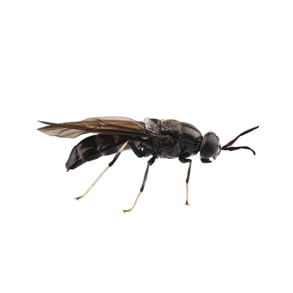 Crazy Critters Live Insects Medium BSFL