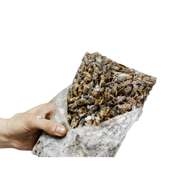 Crazy Critters Frozen Crickets 1kg Bulk