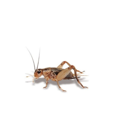 Crazy Critters Live Insects Medium Crickets