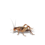 Crazy Critters Live Insects X-Small Crickets
