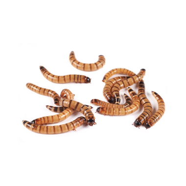 Crazy Critters Live Insects Large Giant Mealworms