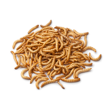 Crazy Critters Live Insects Mini Mealworms