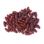 Crazy Critters Live Insects Live Fly Pupae