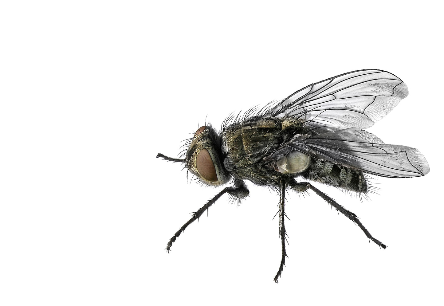 Crazy Critters Live Insects Live Fly Pupae