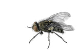 Crazy Critters Live Insects Live Fly Pupae